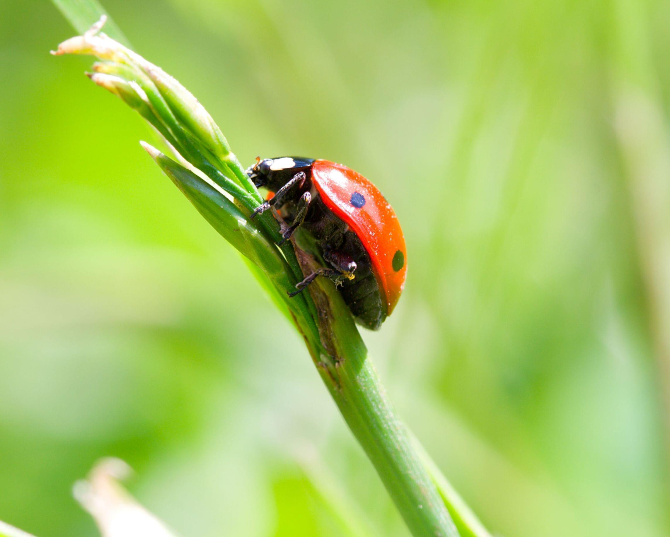 lady bug on plant