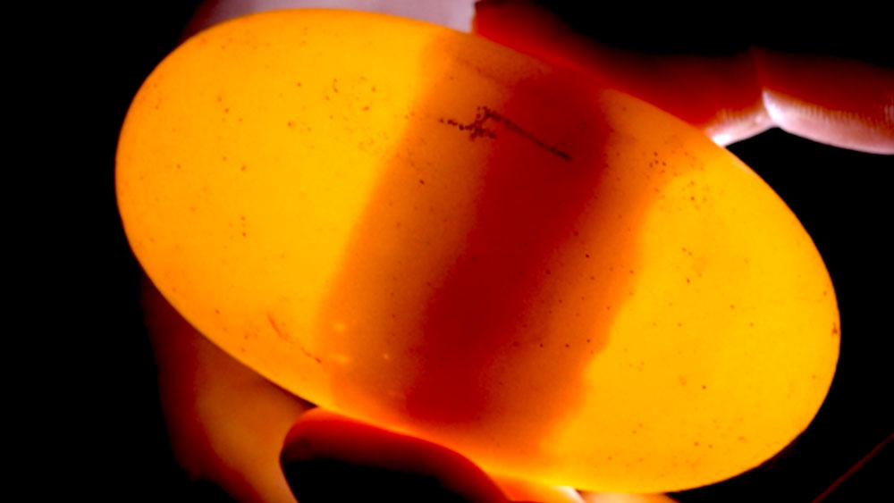 An American Crocodile (Crocodylus acutus) egg, created without fertilization by a male crocodile, shows the banding pattern indicative of potential viability.