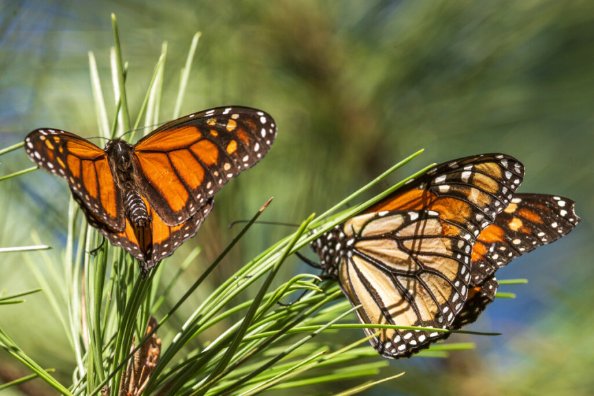 Monarch butterflies land on branches at Monarch Grove Sanctuary in Pacific Grove, Calif., Wednesday, Nov. 10, 2021. On Thursday, July 21, 2022, the International Union for the Conservation of Nature said migrating monarch butterflies have moved closer to extinction in the past decade – prompting scientists to officially designate them as “endangered.