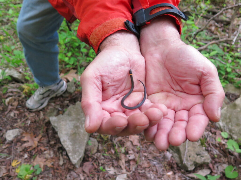 This April 25, 2015 photo shows Doug MacMillan of San Diego, Calif., holding a young ring-necked snake in his hands after finding the hatchling beneath a rock in southern Illinois’ Shawnee National Forest.