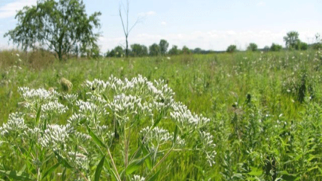 Midewin Prairie in Wilmington, Illinois