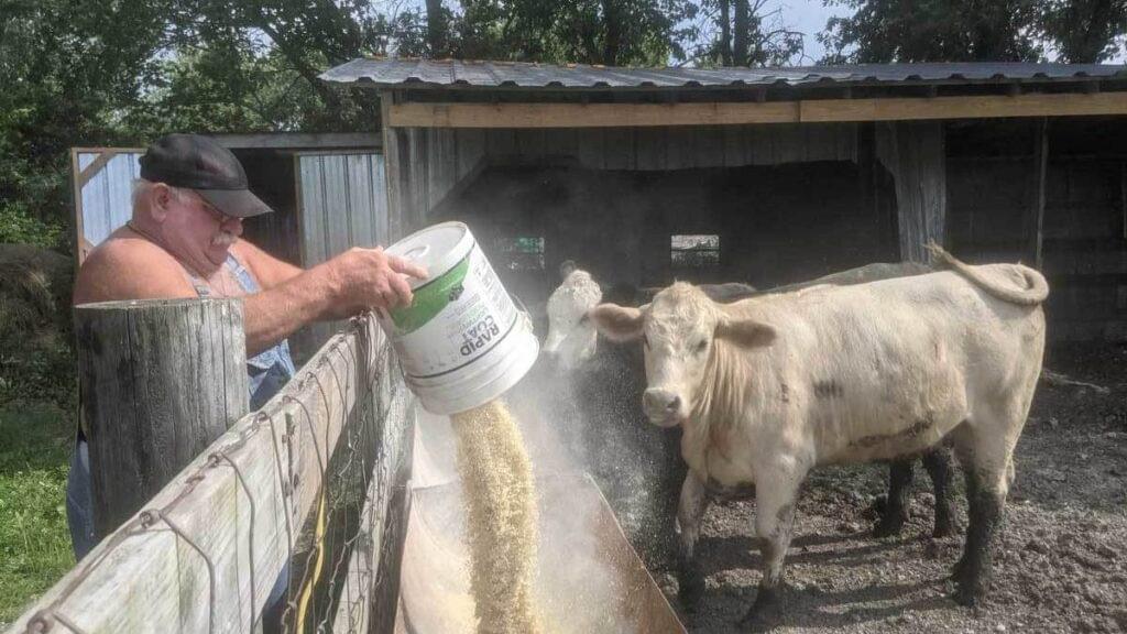 Larry Lieb, 69, feeds the cattle on his farm in Mode, Ill., on July 8. He says he feels safer having gotten the coronavirus vaccine. But he's not interested in trying to convince anyone else to get it.