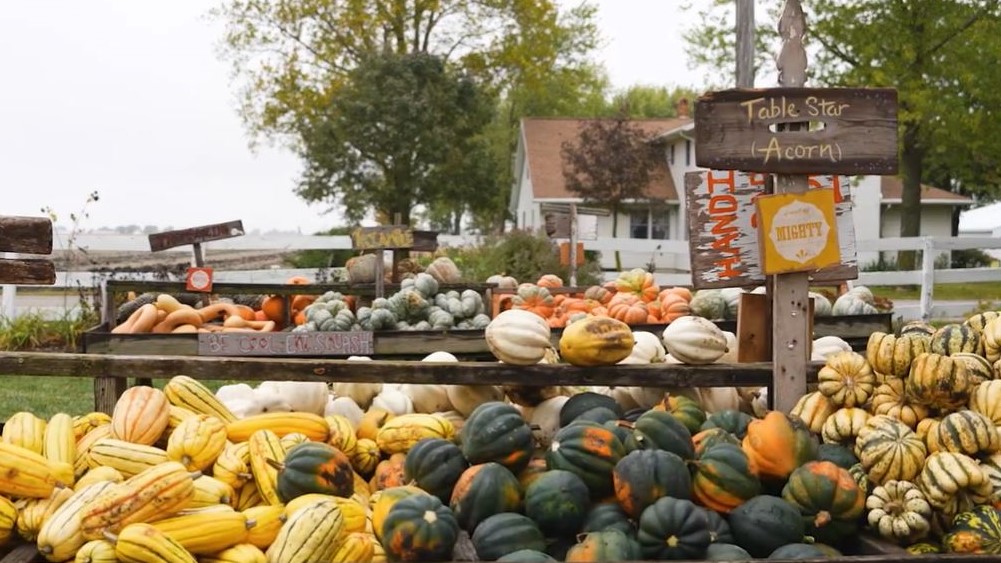 Pumpkins on display at the Great Pumpkin Patch in Arthur, Illinois.