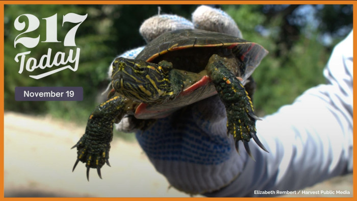 A student from the University of Nebraska-Lincoln holds a painted turtle from a pond in western Nebraska. Data from this turtle population showed how drought conditions may impact painted turtles, such as slowing growth and lowering survival.