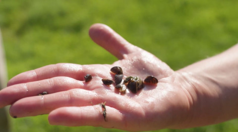 hand holding mollusks