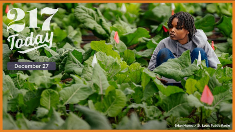 DeZha Smith, at 21-year-old farmer from north St. Louis, surveys dozens of collard green plants at the Jackie Joyner-Kersee Center in East St. Louis, Ill. The plants are part of a study examining the roots of heirloom varieties of collards.