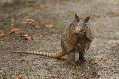 armadillo