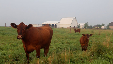 cow and calf stand in field