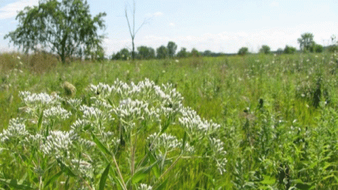 Midewin Prairie in Wilmington, Illinois