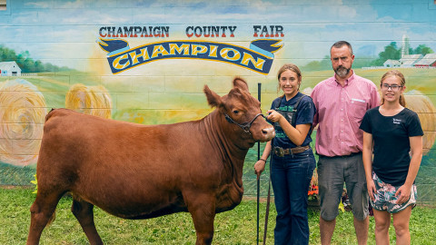 cow with father and twin daughters