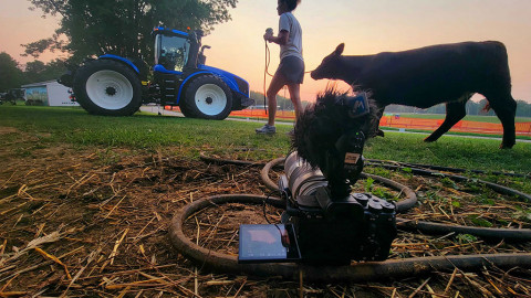 girl walks cow in front of tractor