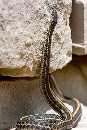 garter snake on a rock